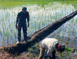 Dukung Ketahanan Pangan, Babinsa Kodim 1404/Pinrang Bantu petani Menyulam Padi