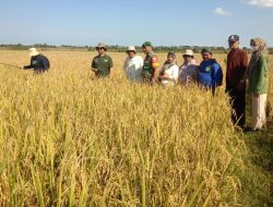 Babinsa Koramil 1405-07/Tanete Rilau Bersama PPL Dampingi Petani Ubinan Padi di Desa Binaan