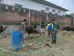 Cegah PMK, Babinsa Koramil-01 Kodim 1404/Pinrang Aktif Pantau Hewan Ternak Warga