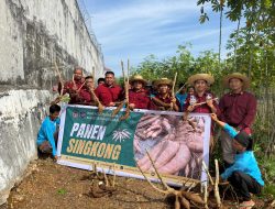 Lapas Banjarbaru Panen 3 Ton Singkong Hasil Budidaya Warga Binaan