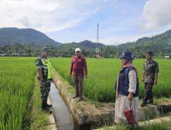 Babinsa Koramil 13/Kluet Timur Bersama PPL Turun ke Sawah Laksanakan Pendampingan dan Pemantauan Pertumbuhan Padi