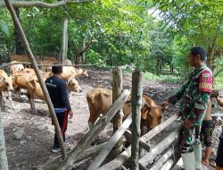 Antisipasi PMK, Babinsa Korami-03 Kodim 1404/Pinrang Aktif Pantau Hewan Ternak Di Desa Binaan