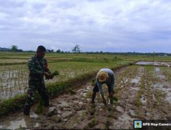 Babinsa Koramil 14/Pasi Raja Bantu Petani Tanam Padi, Dorong Percepatan Masa Tanam