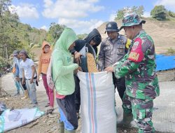 Sinergitas Babinsa Dan Bhabinkamtibmas Di Kab. Pinrang Bantu Petani Panen Jagung