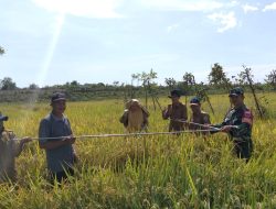 Perkirakan Hasil Produksi, Babinsa Koramil 1405-04/Soppeng Riaja Bersama PPL dan Poktan Laksanakan Ubinan Padi