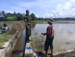 Babinsa 10/Labar Hadir di Tengah Petani, Bahas Kendala dan Solusi Pertanian ‎