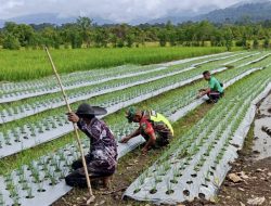 Babinsa Koramil 17/Geumpang Dampingi Petani Bawang Merah Tingkatkan Produktivitas