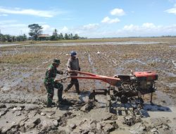 Babinsa Kodim 1404/Pinrang Bantu Petani Bajak Sawah Gunakan Traktor