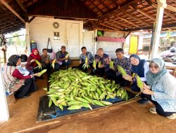 Rutan Pelaihari Kembali Sukses Panen Jagung di Kebun SAE