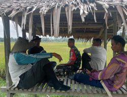 Babinsa Koramil Tiro Dorong Semangat Petani Hadapi Tantangan Cuaca dan Hama