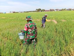 Jaga Tanaman Tetap Subur Babinsa Kodim 1404/Pinrangb Bantu Petani Pupuk Tanaman Padi