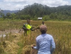 Babinsa Turun ke Sawah: Wujud Nyata TNI Mendukung Ketahanan Pangan di Geumpang