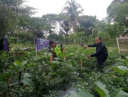 Babinsa Posramil Beutong Ateuh Banggalang Bantu Petani Panen Buah Cabai Di Desa Binaan*