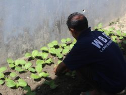 Lapas Wonreli Intensifkan Pengontrolan Berkebun WBP, Dukung Ketahanan Pangan Nasional