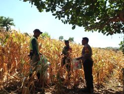 Dibawa Terik Matahari, Babinsa Bersama Bhabinkamtibmas Bahu Membahu Bantu Warga Panen Jagung
