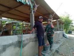 Babinsa Kodim 1404/Pinrang Aktif Pantau Ternak Warga Guna Cegah PMK