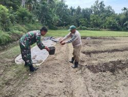 Untuk memperbaiki Struktur Tanah Babinsa Koramil 03/ Senagan Timur Bantu Petani Menabur Pupuk kandang Di Desa Binaan