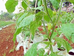 Rutan Pelaihari Laksanakan Pemupukan Masa Generatif Cabe di Kebun SAE