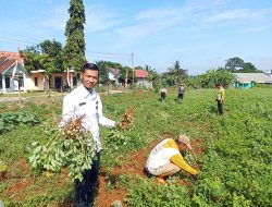 Rutan Pelaihari Panen Kacang Tanah di Kebun SAE