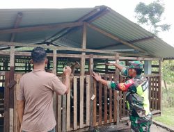 Babinsa Koramil 16/Tangse Dampingi Pemuda Produktif Kembangkan Peternakan Kambing di Pidie
