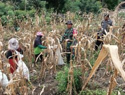 Dukung Ketahanan Pangan, 3 Pilar Desa Batulappa Bantu Warga Panen Jagung