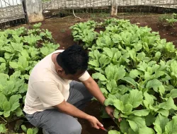 Rutan Pelaihari Panen Sawi Segar, Wujud Nyata Pembinaan dan Pemberdayaan Warga Binaan