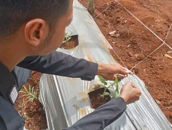 Dukung Program Kertahanan Pangan Warga Binaan Rutan Pelaihari Lakukan Perawatan Pada Tanaman Timun