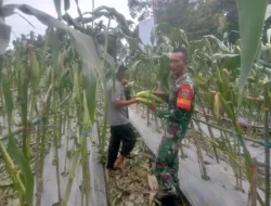 Selalu Ada Bersama Warga Binaan Babinsa Bantu Petani Panen Jagung