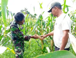 Babinsa 09/Trumon Tengah Aktif Dampingi Petani Jagung, Dorong Produktivitas Pertanian di Trumon