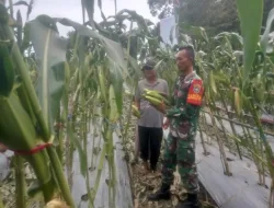 Selalu Ada Bersama Warga Binaan Babinsa Bantu Petani Panen Jagung