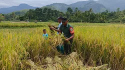 Babinsa Koramil 05/Samadua Dampingi Petani Panen Padi Serentak di Desa Suaq Hulu