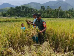 Babinsa Koramil 05/Samadua Dampingi Petani Panen Padi Serentak di Desa Suaq Hulu