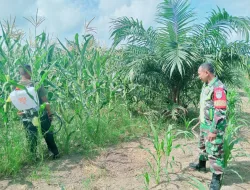 BABINSA POS RAMIL TRIPA MAKMUR MEMBANTU WARGA MERAWAT TANAMAN JAGUNG DI DESA NEUBOK YE PK