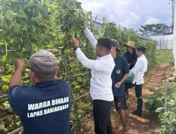 Dukung Ketahanan Pangan, Lapas Banjarbaru Panen Kacang Buncis Hasil Budidaya Warga Binaan