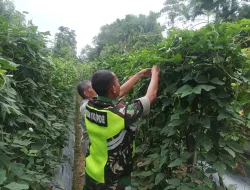 TNI Perkuat Ketahanan Pangan, Babinsa Koramil 05/Indrajaya Dampingi Petani di Pidie