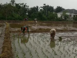 Babinsa Koramil 03/Senagan Timur Bantu Petani Menanam Padi Di Desa Sawang mane