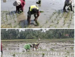Babinsa Koramil 26/Grong-Grong Dampingi Petani di Desa Pangge Pilok untuk Perkuat Ketahanan Pangan