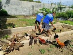 Rutan Selayar Dorong Kemandirian Lewat Kegiatan Holtikultura dan Peternakan Ayam