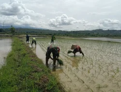 Babinsa 1405-06/Barru Dampingi Petani Laksanakan Tanam Padi Musim Rendengan 2025 di Kelurahan Coppo