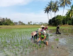 Babinsa Grong-Grong Turun ke Sawah, Perkuat Ketahanan Pangan Petani Desa Sentosa
