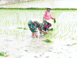 Dukung Ketahanan Pangan, Babinsa Koptu Hendi Herman Turun ke Sawah Bersama Petani Beuruelueng