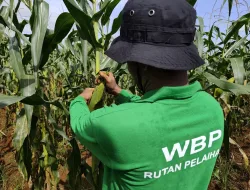 Rutan Pelaihari Panen 826 Kg Jagung Manis Hasil Program Pembinaan Kemandirian