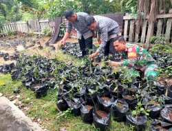 Babinsa Koramil 05/Simeulue Barat Bantu Warga Penyiapan Lahan Bibit Cabe