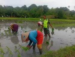 Perkuat Ketahanan Pangan, Babinsa Koramil 26/Grong-Grong Terjun ke Sawah Bantu Petani Tanam Padi