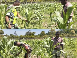 Babinsa Koramil 15/Tiro Dampingi Petani Jagung di Daya Kampong Baro untuk Perkuat Ketahanan Pangan