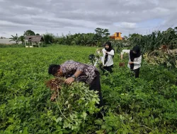 Rutan Pelaihari Panen 180 Kg Kacang Tanah, Wujud Pembinaan Kemandirian Warga Binaan