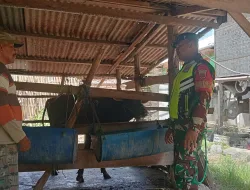 Babinsa Koramil 1404-03/Mattiro Bulu Laksanakan Pemantauan PMK Ternak Warga