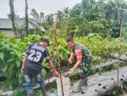 Babinsa Koramil 06/Telda Dambingi Warga Petik Buah Mentimun