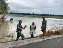 Babinsa 07/Pauh Kambar Bersama PPL Turun Ke Sawah Cek Kondisi Tanaman Padi di wilayah desa binaan