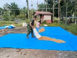 Babinsa Koramil 06/Teluk Dalam Membantu Petani Menjemur Padi
